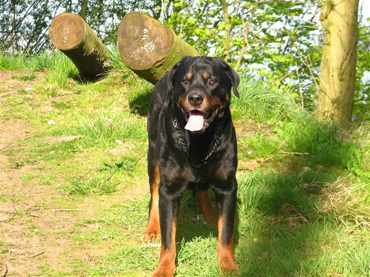 Rottweiler Bonzo R.I.P billede 1