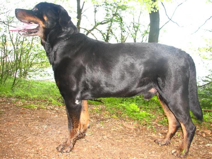 Rottweiler Bonzo R.I.P billede 2
