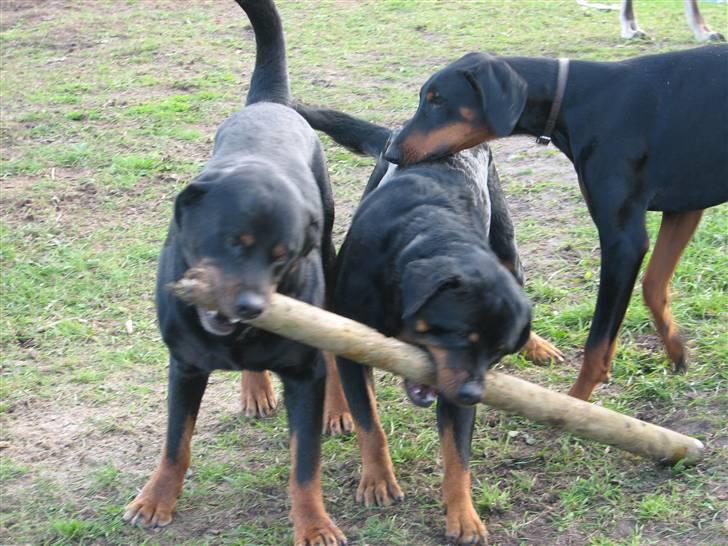 Rottweiler Bonzo R.I.P - Leger lige med unghundene. Scago 2år og trold 1år billede 3