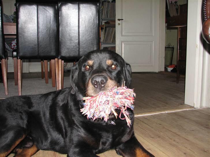 Rottweiler Bonzo R.I.P - Elsker mit legetøj. billede 4