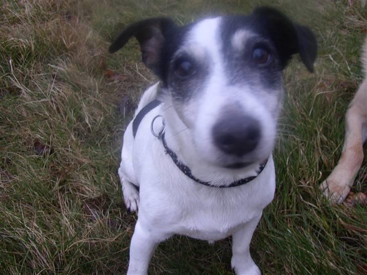 Jack russell terrier Funny R.I.P billede 12