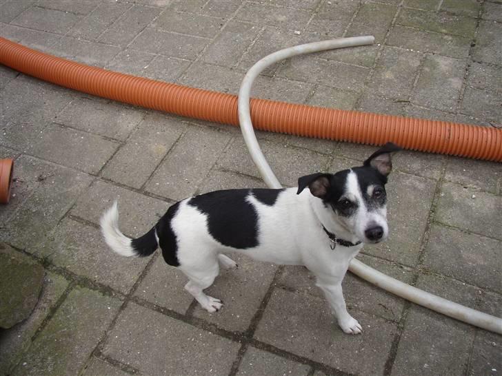 Jack russell terrier Funny R.I.P billede 13