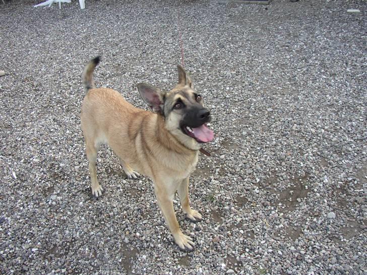 Blanding af racer Græsk gadehund, Ronja billede 17