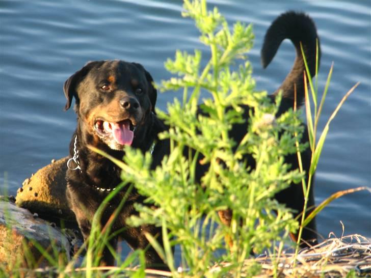 Rottweiler Bonzo R.I.P - Hygge nede ved havnen!!! billede 5