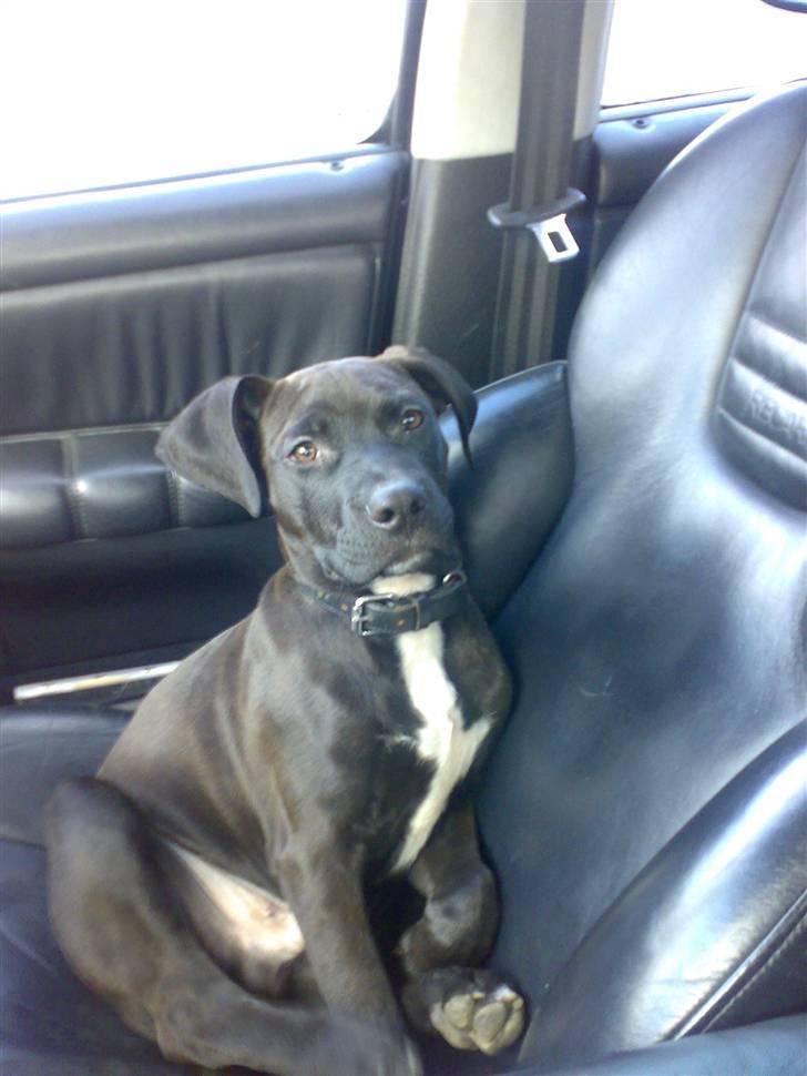 Amerikansk staffordshire terrier Jackie billede 2