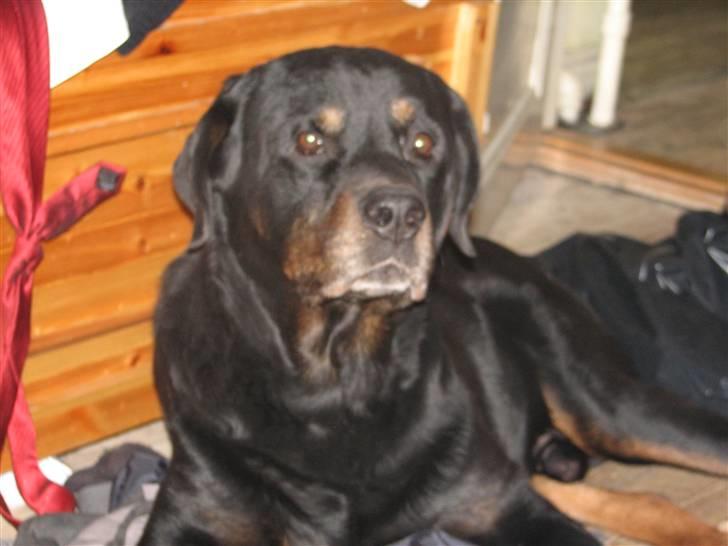 Rottweiler Bonzo R.I.P billede 6
