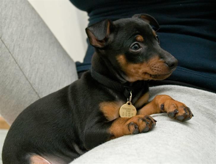 Dvaergpinscher Vedhauges Zhiro billede 8