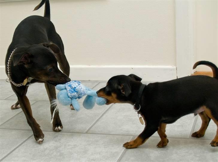 Dvaergpinscher Vedhauges Zhiro billede 9