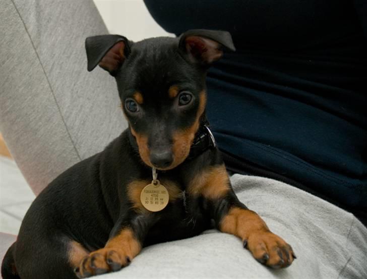 Dvaergpinscher Vedhauges Zhiro billede 10