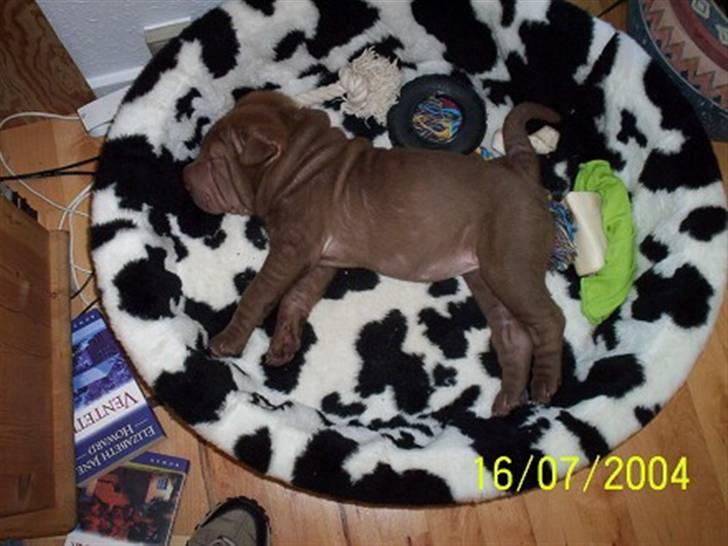 Shar pei Smilla - Smilla som helt lille :=) billede 6