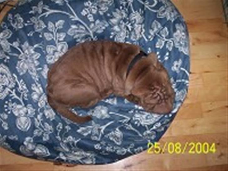 Shar pei Smilla - Ihh så sød hun var :=) billede 7