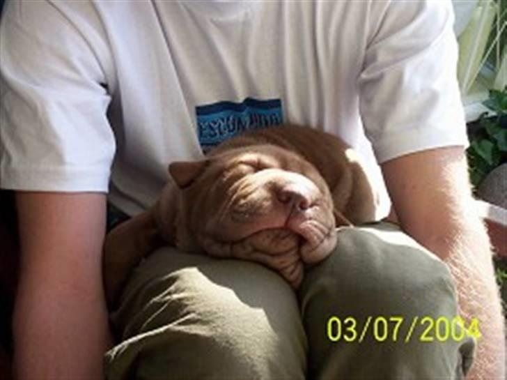 Shar pei Smilla billede 8