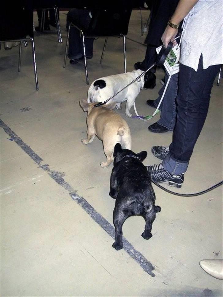 Fransk bulldog Plaire´s Elaine - 3 x Jyllands Posten... billede 18