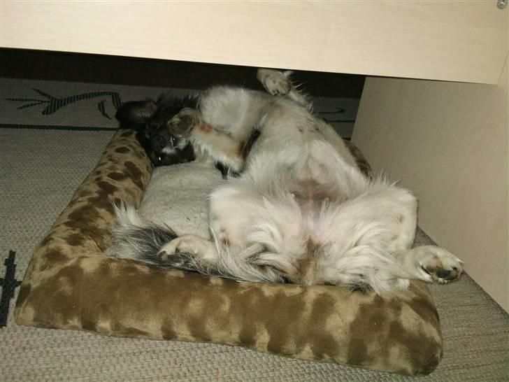 Blanding af racer Mathilde - godnat siger mathilde billede 9