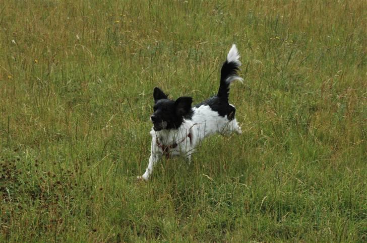 Blanding af racer Mathilde - yir... billede 10