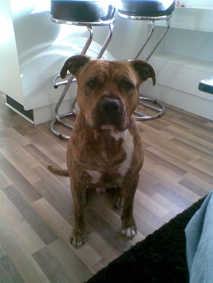 Amerikansk staffordshire terrier R.I.P True Staff Gandalf billede 3