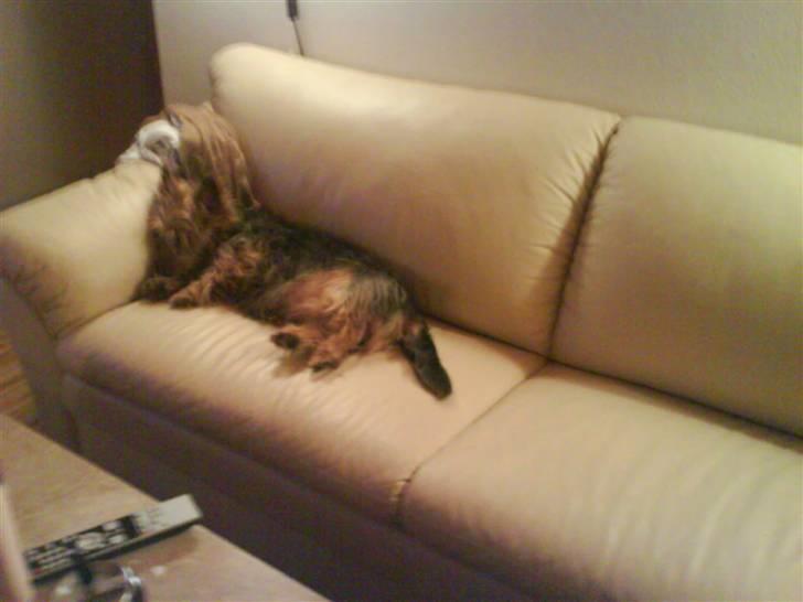 Australsk terrier Cosmo billede 7