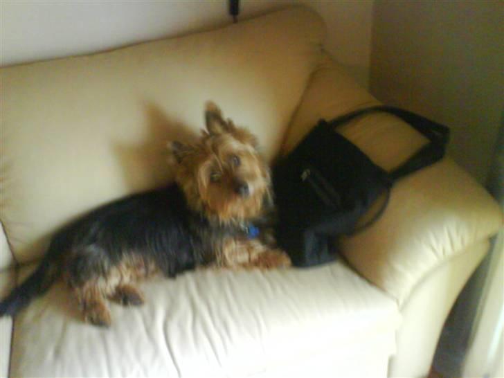 Australsk terrier Cosmo - Fimset?! Det kan du da selv være. Gucci laver faktisk kvalitetshovedpuder!! ;) billede 8