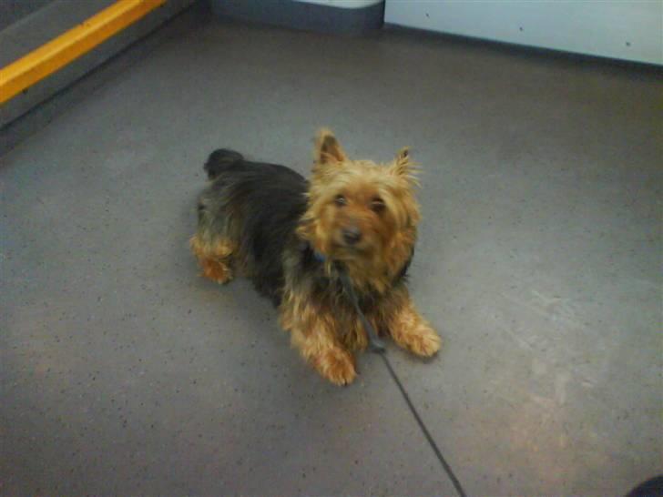 Australsk terrier Cosmo - Æw, jeg forstår altså ikke hvad der skulle være så spændende ved at køre i tog!? billede 9