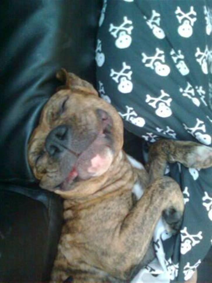 Amerikansk staffordshire terrier R.I.P True Staff Gandalf billede 4