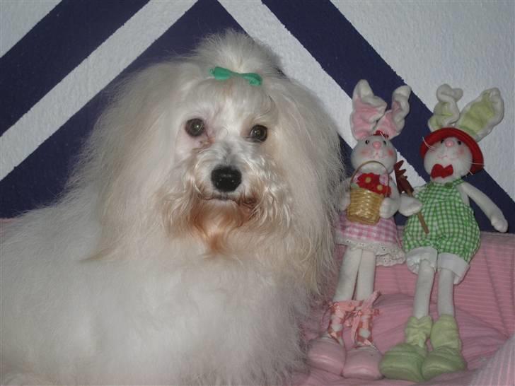 Coton de tulear Jegums Princess Cuti Pie - Smukke Toffee... den 9 marts 2010 billede 1