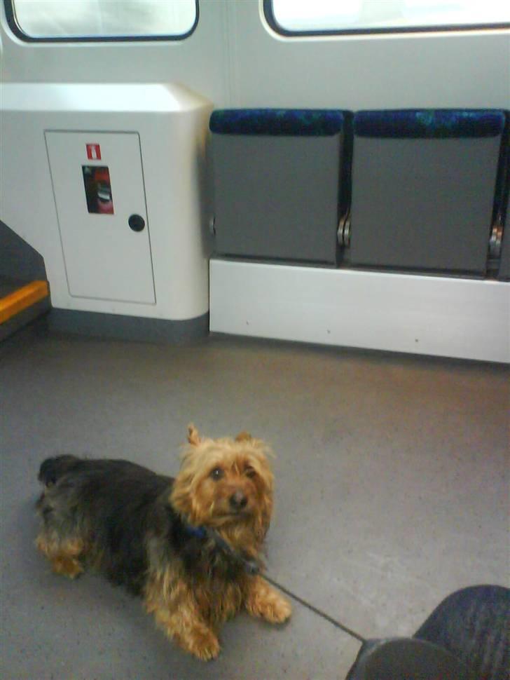 Australsk terrier Cosmo - Mooar, det her tog bumler! Klag til DSB! billede 10