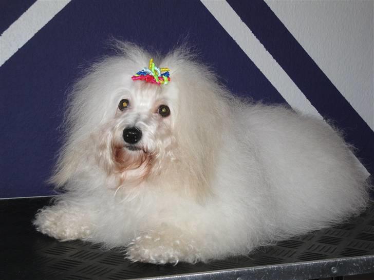 Coton de tulear Jegums Princess Cuti Pie - Den 28 december 2009 billede 2