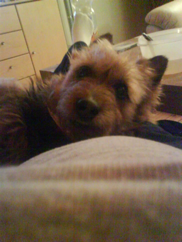 Australsk terrier Cosmo - Øh .. Hej ? Ville du noget ? billede 11