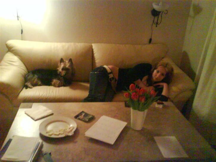 Australsk terrier Cosmo - Tante Fie og jeg leger kongens efterfølger .. Det er mig der er den royale ;) billede 12