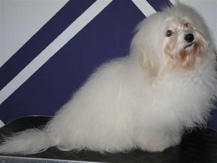 Coton de tulear Jegums Princess Cuti Pie - 4 uger før termin. Den 21 december 2009 billede 3