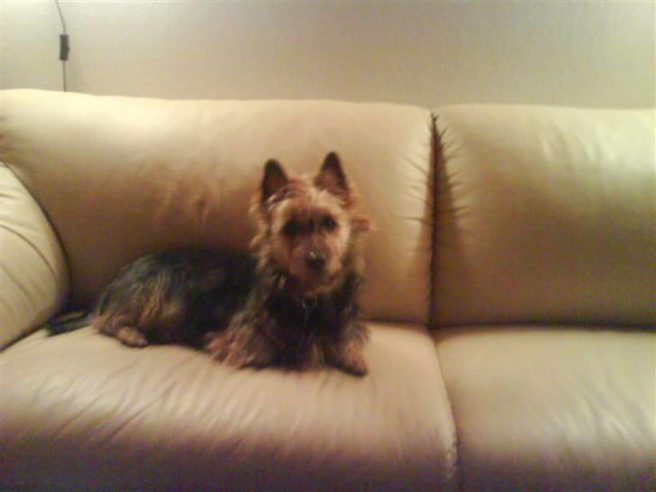 Australsk terrier Cosmo billede 13