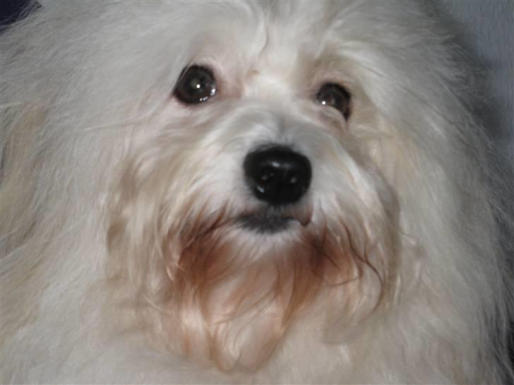 Coton de tulear Jegums Princess Cuti Pie - Smukke Toffee på hendes 2 års fødselsdag.. billede 4