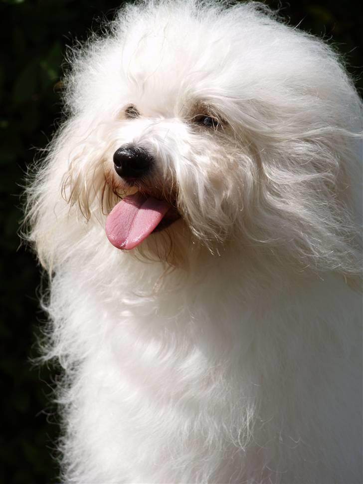 Coton de tulear Jegums Princess Cuti Pie billede 5