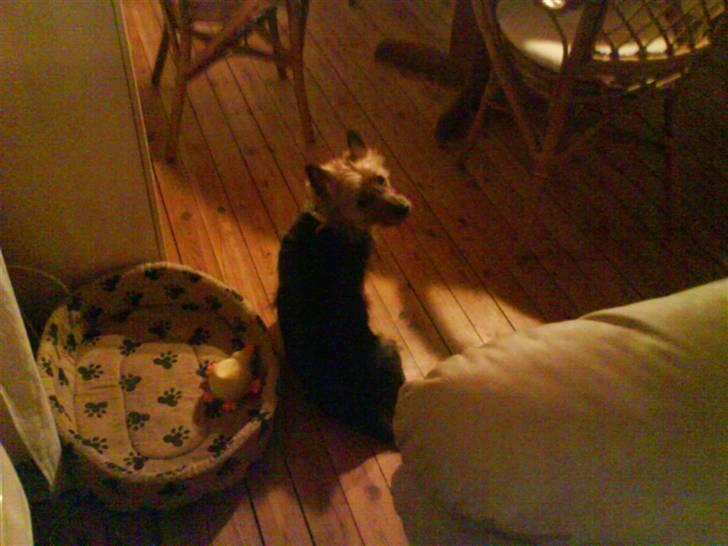 Australsk terrier Cosmo - Den der kurv ser altså ikke videre komfortabel ud! Du mener måske at discount er godt nok til mig? Du fornærmer mig, jeg er faktisk en RACEHUND! ;) billede 14