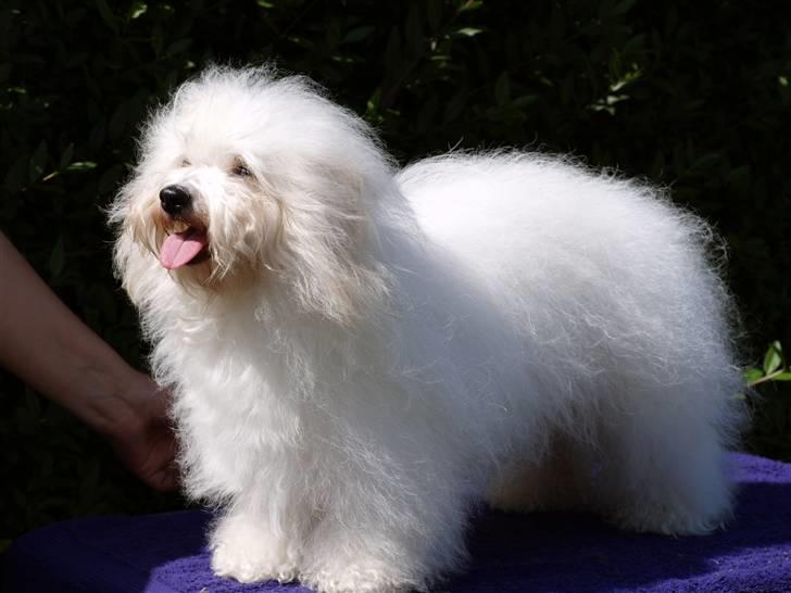 Coton de tulear Jegums Princess Cuti Pie - ..... billede 6