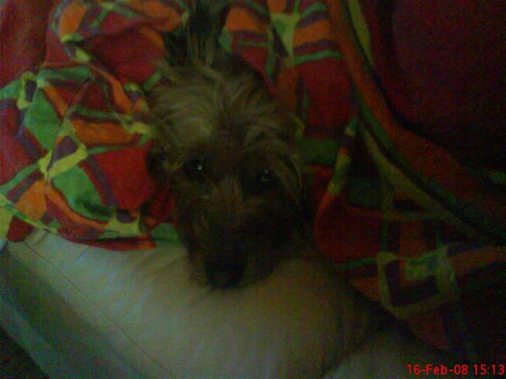 Australsk terrier Cosmo - Putte putte :-) billede 15