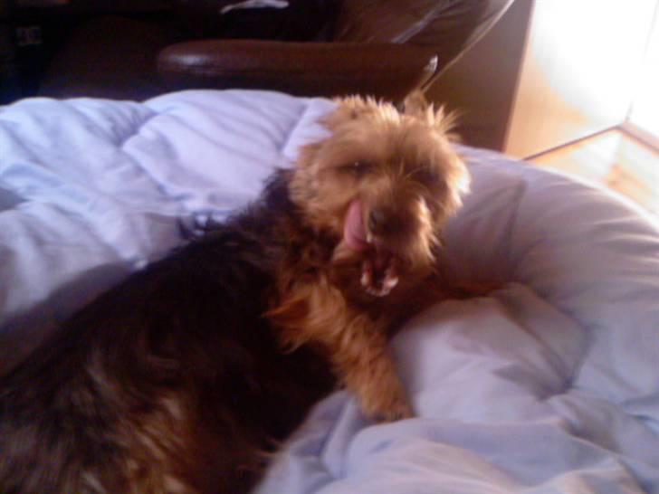 Australsk terrier Cosmo - Lad mig præsentere: Charmesmilet! billede 16