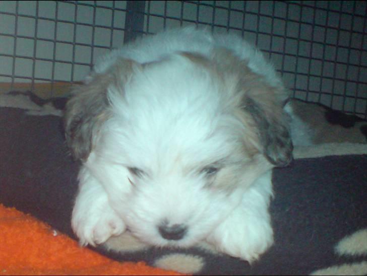 Coton de tulear Jegums Princess Cuti Pie - hvad skal jeg lave...?? billede 7