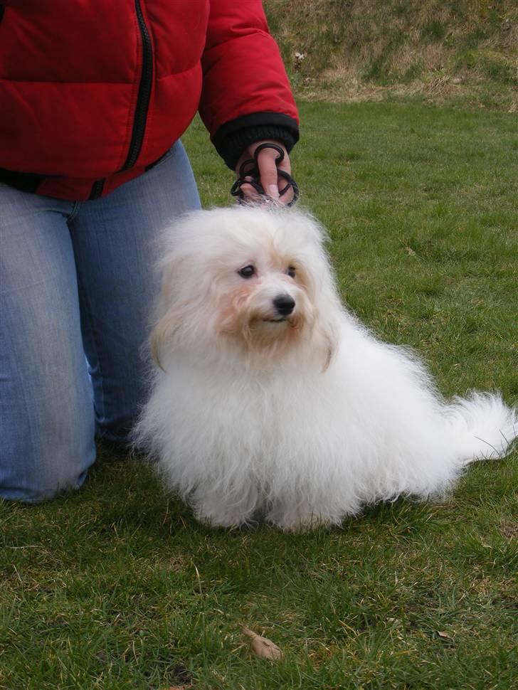 Coton de tulear Jegums Princess Cuti Pie - hvad ser jeg i det fjerne.. :o) billede 8