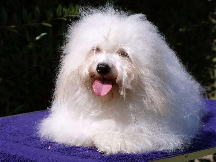 Coton de tulear Jegums Princess Cuti Pie - Min fine pige, august 2009 billede 9