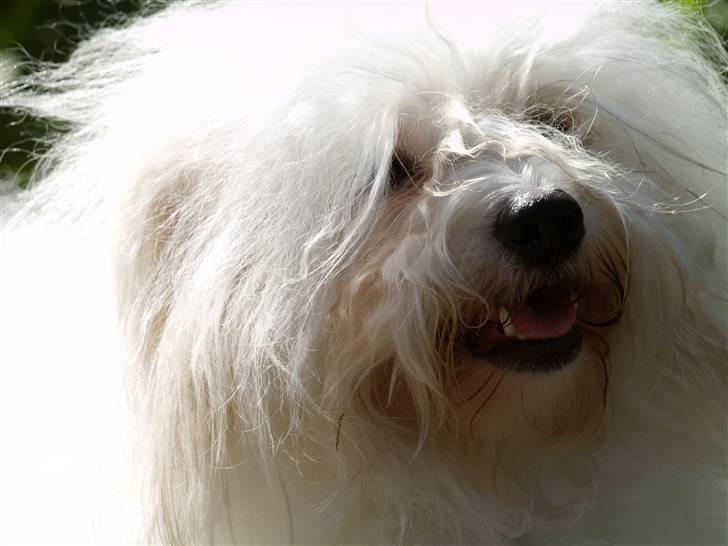 Coton de tulear Jegums Princess Cuti Pie billede 10