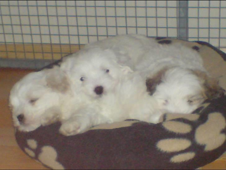 Coton de tulear Jegums Princess Cuti Pie - Mig og mine søskende billede 11
