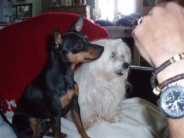 Malteser malthe - nu sidder vi altså pænt. billede 8