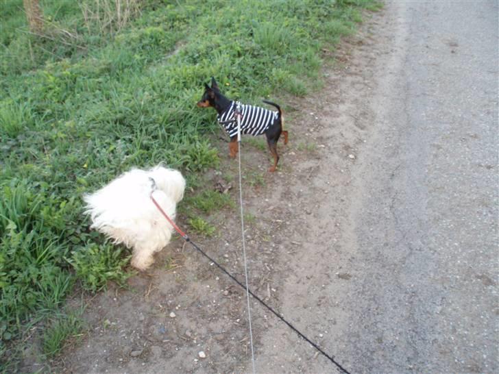 Malteser malthe - det er mig der gøder græsset :o) billede 9