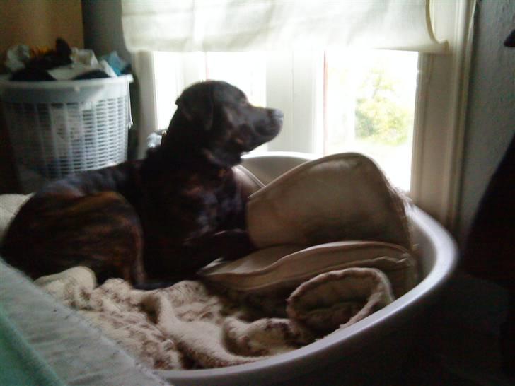 Blanding af racer Loke - ligger lige i min "lille"kurv og kigger billede 6