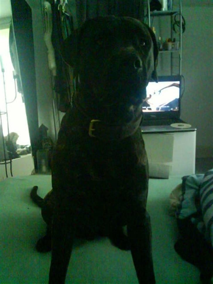 Blanding af racer Loke billede 7