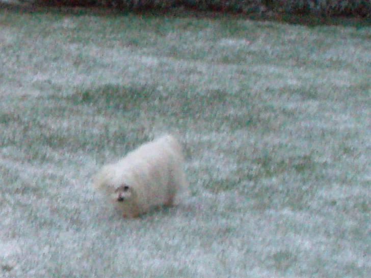 Malteser malthe - weee...der er camoflage græs... billede 10