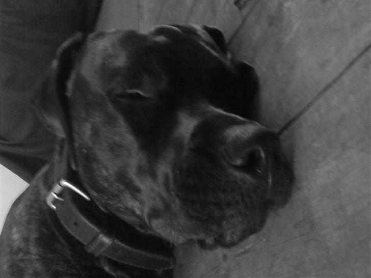 Blanding af racer Loke - snooork billede 8