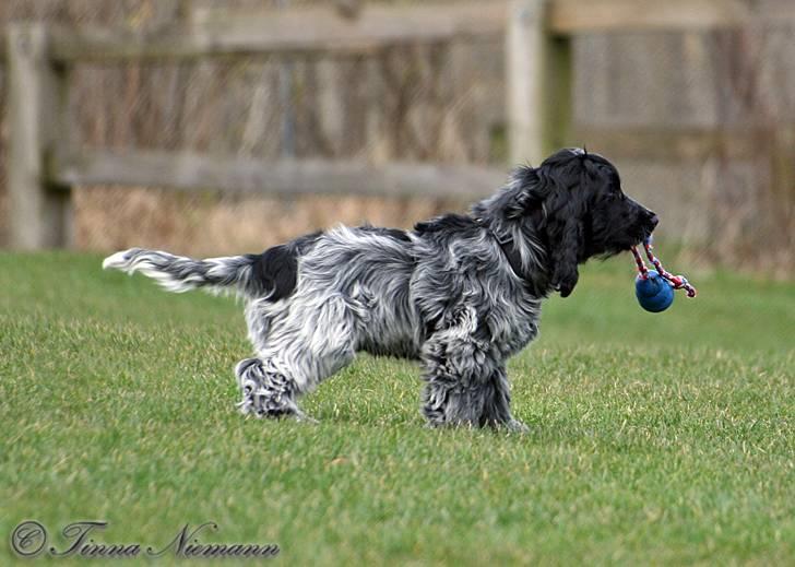 Cocker spaniel safir of mombasa. - vuf vuf,, der fik jeg bolden. billede 10