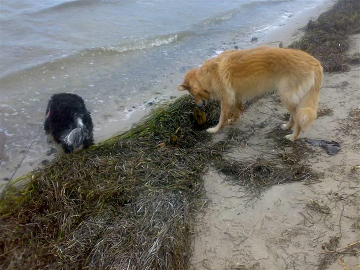 Cocker spaniel safir of mombasa. - dyppede lige poterne, huha det er vådt. billede 11
